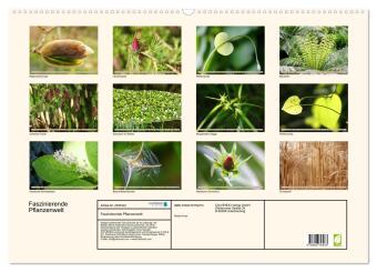 Faszinierende Pflanzenwelt (Wandkalender 2027 DIN A2 quer), CALVENDO Monatskalender