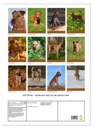 Irish Terrier - Hunde aus Gold von der grünen Insel (Wandkalender 2027 DIN A2 hoch), CALVENDO Monatskalender