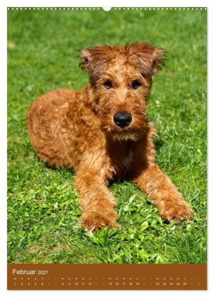 Irish Terrier - Hunde aus Gold von der grünen Insel (Wandkalender 2027 DIN A2 hoch), CALVENDO Monatskalender