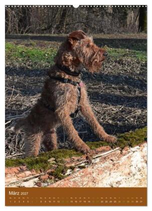Irish Terrier - Hunde aus Gold von der grünen Insel (Wandkalender 2027 DIN A2 hoch), CALVENDO Monatskalender