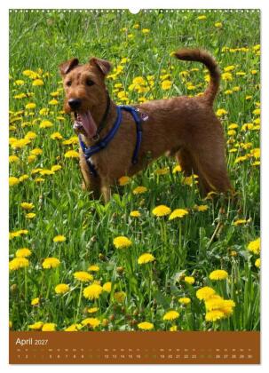 Irish Terrier - Hunde aus Gold von der grünen Insel (Wandkalender 2027 DIN A2 hoch), CALVENDO Monatskalender