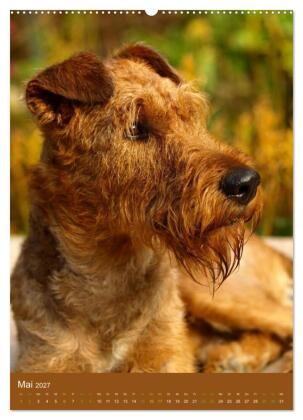 Irish Terrier - Hunde aus Gold von der grünen Insel (Wandkalender 2027 DIN A2 hoch), CALVENDO Monatskalender