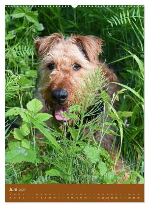 Irish Terrier - Hunde aus Gold von der grünen Insel (Wandkalender 2027 DIN A2 hoch), CALVENDO Monatskalender