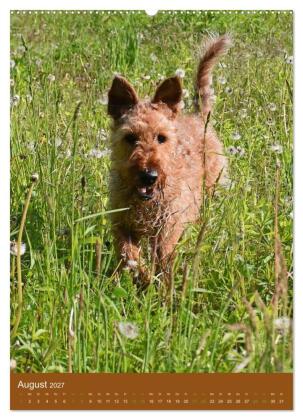 Irish Terrier - Hunde aus Gold von der grünen Insel (Wandkalender 2027 DIN A2 hoch), CALVENDO Monatskalender