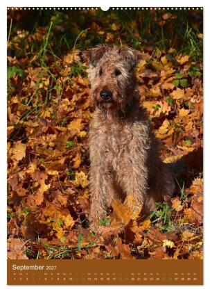 Irish Terrier - Hunde aus Gold von der grünen Insel (Wandkalender 2027 DIN A2 hoch), CALVENDO Monatskalender