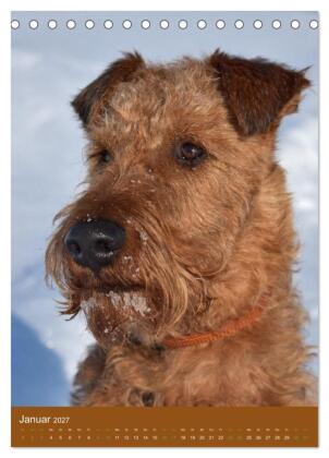 Irish Terrier - Hunde aus Gold von der grünen Insel (Tischkalender 2027 DIN A5 hoch), CALVENDO Monatskalender