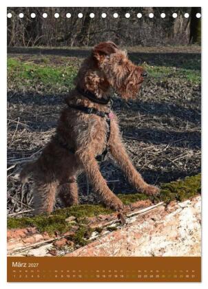 Irish Terrier - Hunde aus Gold von der grünen Insel (Tischkalender 2027 DIN A5 hoch), CALVENDO Monatskalender