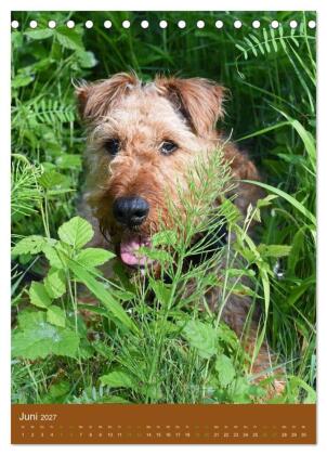 Irish Terrier - Hunde aus Gold von der grünen Insel (Tischkalender 2027 DIN A5 hoch), CALVENDO Monatskalender