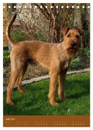 Irish Terrier - Hunde aus Gold von der grünen Insel (Tischkalender 2027 DIN A5 hoch), CALVENDO Monatskalender