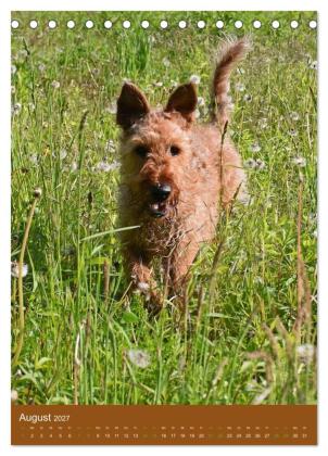 Irish Terrier - Hunde aus Gold von der grünen Insel (Tischkalender 2027 DIN A5 hoch), CALVENDO Monatskalender