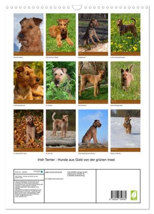 Irish Terrier - Hunde aus Gold von der grünen Insel (Wandkalender 2027 DIN A3 hoch), CALVENDO Monatskalender