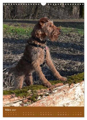 Irish Terrier - Hunde aus Gold von der grünen Insel (Wandkalender 2027 DIN A3 hoch), CALVENDO Monatskalender