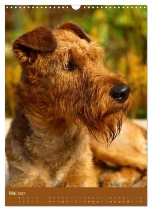 Irish Terrier - Hunde aus Gold von der grünen Insel (Wandkalender 2027 DIN A3 hoch), CALVENDO Monatskalender