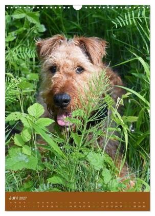Irish Terrier - Hunde aus Gold von der grünen Insel (Wandkalender 2027 DIN A3 hoch), CALVENDO Monatskalender