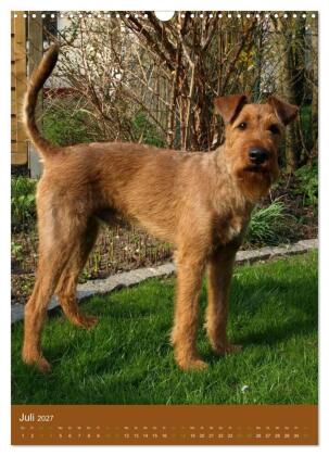 Irish Terrier - Hunde aus Gold von der grünen Insel (Wandkalender 2027 DIN A3 hoch), CALVENDO Monatskalender