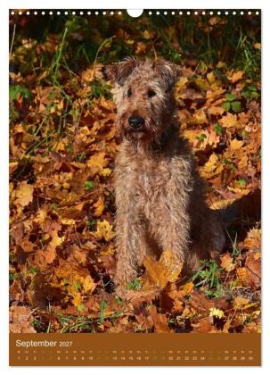 Irish Terrier - Hunde aus Gold von der grünen Insel (Wandkalender 2027 DIN A3 hoch), CALVENDO Monatskalender