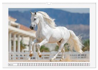 Spanische Eleganz. Edle Schimmel auf dem Gestüt (Wandkalender 2027 DIN A3 quer), CALVENDO Monatskalender