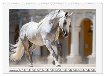 Spanische Eleganz. Edle Schimmel auf dem Gestüt (Wandkalender 2027 DIN A3 quer), CALVENDO Monatskalender