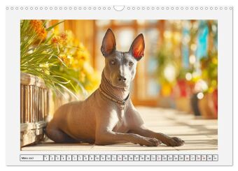 Der Xoloitzcuintli. Uralte Seelen aus aztekischem Erbe (Wandkalender 2027 DIN A3 quer), CALVENDO Monatskalender