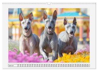 Der Xoloitzcuintli. Uralte Seelen aus aztekischem Erbe (Wandkalender 2027 DIN A3 quer), CALVENDO Monatskalender