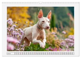 Der Xoloitzcuintli. Uralte Seelen aus aztekischem Erbe (Wandkalender 2027 DIN A3 quer), CALVENDO Monatskalender