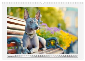Der Xoloitzcuintli. Uralte Seelen aus aztekischem Erbe (Wandkalender 2027 DIN A3 quer), CALVENDO Monatskalender