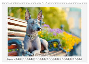 Der Xoloitzcuintli. Uralte Seelen aus aztekischem Erbe (Wandkalender 2027 DIN A3 quer), CALVENDO Monatskalender