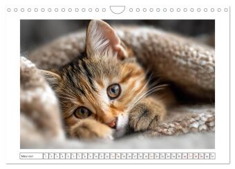 Miau macht glücklich (Wandkalender 2027 DIN A4 quer), CALVENDO Monatskalender