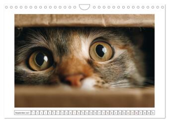 Miau macht glücklich (Wandkalender 2027 DIN A4 quer), CALVENDO Monatskalender