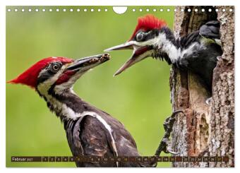 Tierkinder der Lüfte - Vogelwelt (Wandkalender 2027 DIN A4 quer), CALVENDO Monatskalender