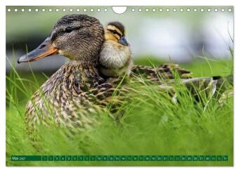 Tierkinder der Lüfte - Vogelwelt (Wandkalender 2027 DIN A4 quer), CALVENDO Monatskalender