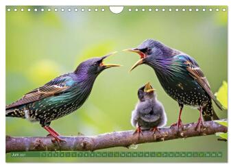 Tierkinder der Lüfte - Vogelwelt (Wandkalender 2027 DIN A4 quer), CALVENDO Monatskalender