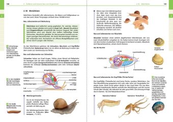 Basiswissen Schule - Biologie 5. bis 10. Klasse