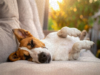 CALVENDO Puzzle Terrier vor der nächsten Action im seligen Schlaf | 1000 Teile Lege-Größe 64x48cm Foto-Puzzle für glückliche Stunden