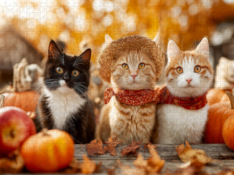 CALVENDO Puzzle Katzen im Herbst zwischen Kürbissen und Äpfeln | 1000 Teile Lege-Größe 64x48cm Foto-Puzzle für glückliche Stunden