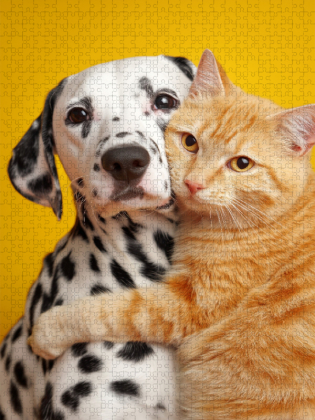 CALVENDO Puzzle Dalmatiner und roter Kater - Tierfreundschaft Hund und Katze | 1000 Teile Lege-Größe 64x48cm Foto-Puzzle für glückliche Stunden