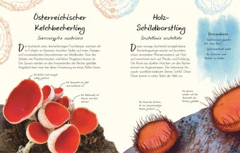 Wundervolle Welt - Kleine Schätze. Pilze