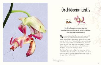 Wundervolle Welt der Insekten und Spinnentiere