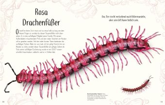 Wundervolle Welt der Insekten und Spinnentiere