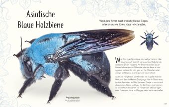 Wundervolle Welt der Insekten und Spinnentiere
