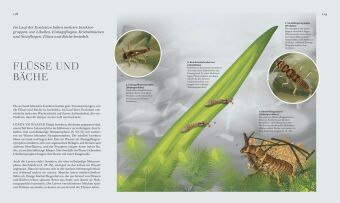 Insekten
