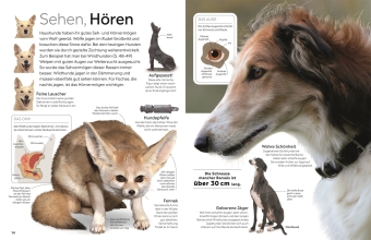 memo Wissen. Hunde
