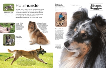 memo Wissen. Hunde