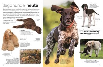 memo Wissen. Hunde