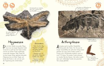 Wundervolle Welt - Kleine Schätze. Fossilien
