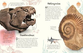 Wundervolle Welt - Kleine Schätze. Fossilien