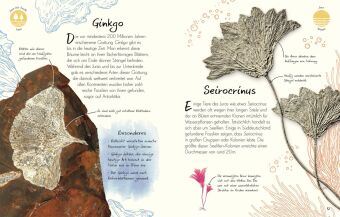 Wundervolle Welt - Kleine Schätze. Fossilien