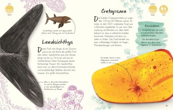 Wundervolle Welt - Kleine Schätze. Fossilien