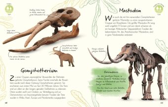 Wundervolle Welt - Kleine Schätze. Fossilien