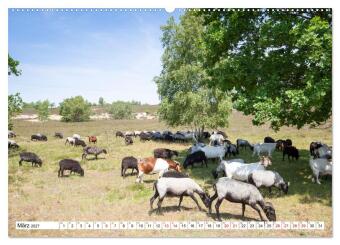 Radland Deutschland - Lüneburger Heide (Wandkalender 2027 DIN A2 quer), CALVENDO Monatskalender